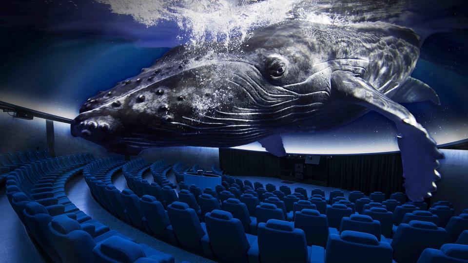 Visualize a fullsize humpback whale floating in the air above the theater seats.